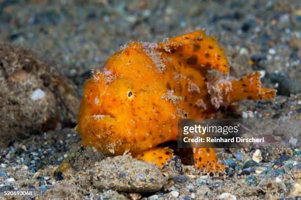 orange spotted frogfish, indonesia - anglerfisch stock-fotos und bilder