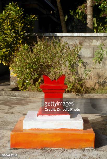 holy basil planted in front of house udupi karnataka india asia - tulsi stockfoto's en -beelden