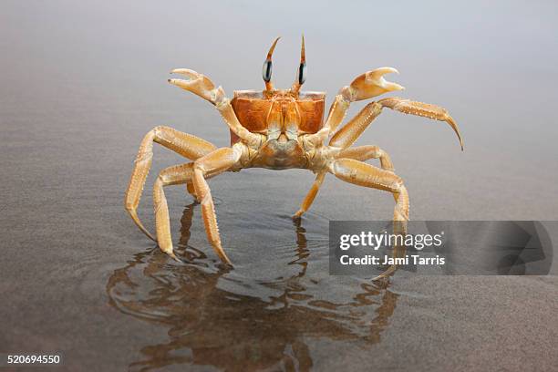 a ghost crab stands up in defensive position upon approach; reflected in the wet sand of the skeleto - crab stock pictures, royalty-free photos & images