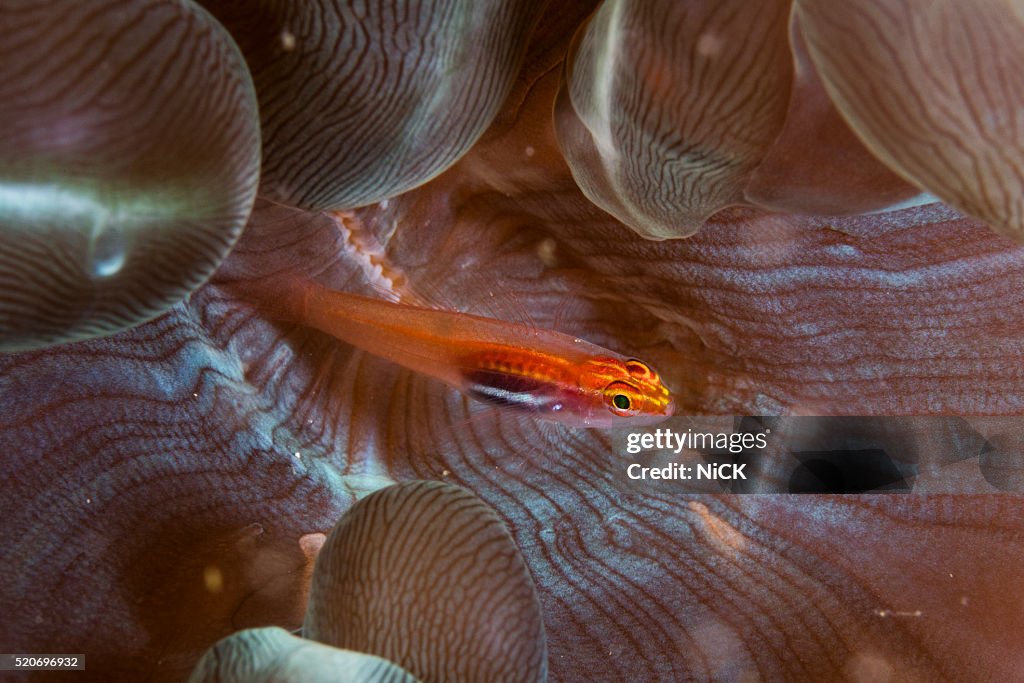 Goby's home
