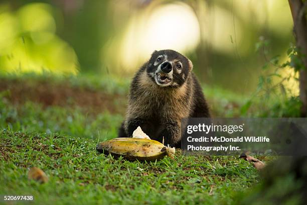 white-nosed coatimundi - coati stock-fotos und bilder