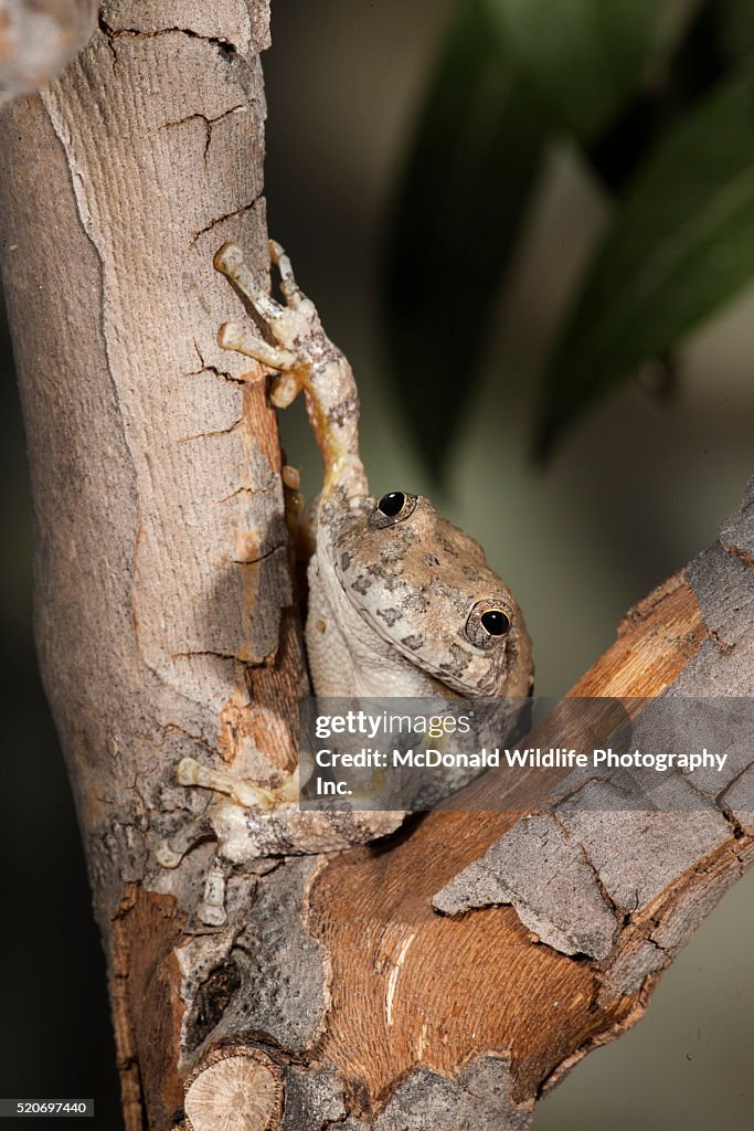 Canyon Tree Frog in Tree Notch