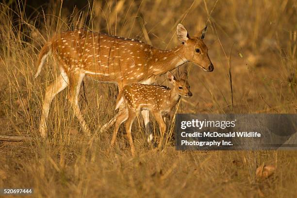 cheetal spotted deer - animal joven fotografías e imágenes de stock