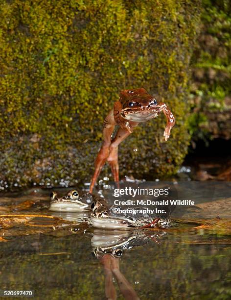 wood frog jumping - frog leaping stock pictures, royalty-free photos & images
