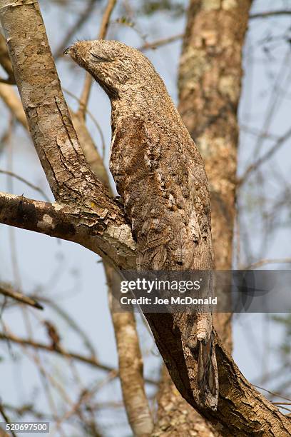 great potoo in tree - great potoo nyctibius grandis stock pictures, royalty-free photos & images