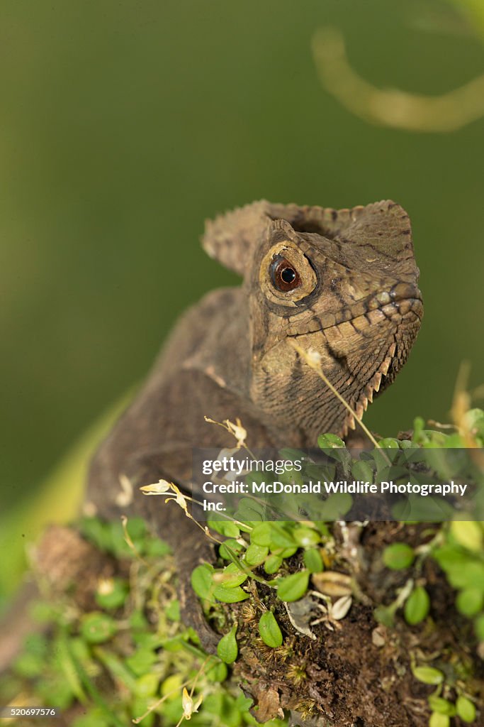 Helmeted Iguana in Tree
