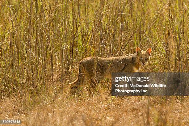 jungle cat - rohrkatze stock-fotos und bilder
