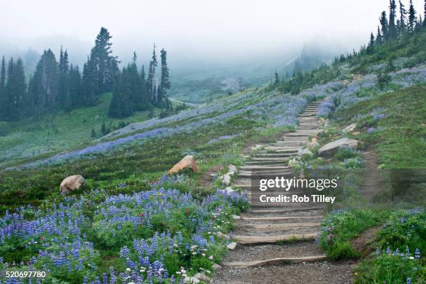 wildflowers on skyline trail - mt rainier national park stock pictures, royalty-free photos & images