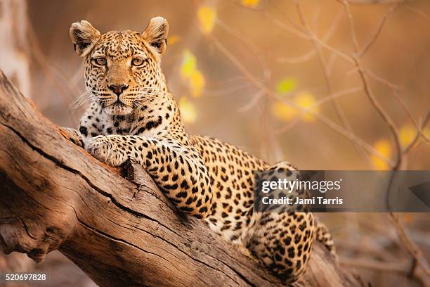 a portrait of a leopard resting in a tree - panthers stock pictures, royalty-free photos & images