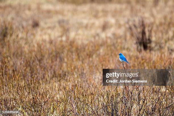 a blue bird on a branch. - berghüttensänger stock-fotos und bilder