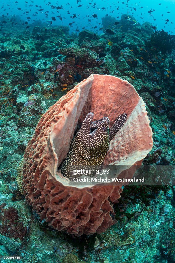 Honeycomb Moray Eel in Barrel Sponge, Indonesia