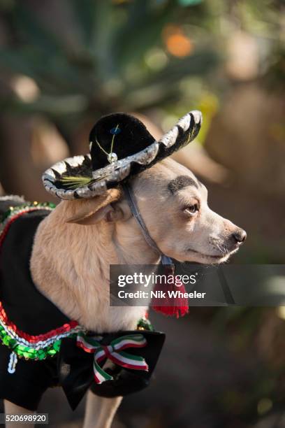 Mexican Mut 49 National Mutt Day Stock Photos, High-Res Pictures, and Images ...