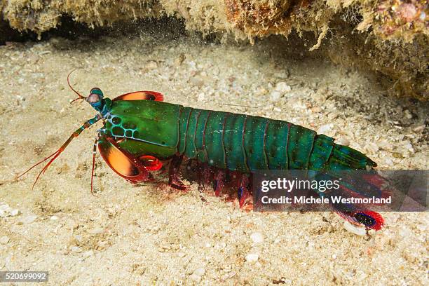 mantis shrimp, indonesia - mantis shrimp stock pictures, royalty-free photos & images