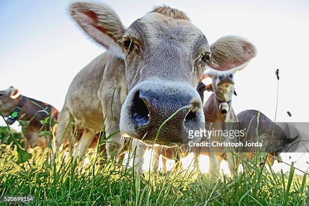 cows on a meadow - animal nose stockfoto's en -beelden