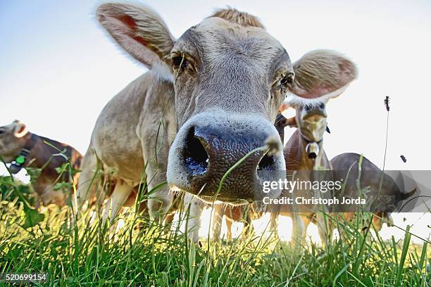 cows on a meadow - animal nose stock pictures, royalty-free photos & images