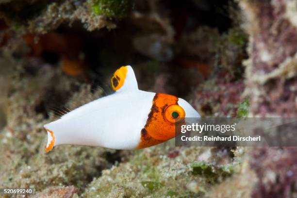 juvenile bicolor parrotfish, indonesia - bicolour parrotfish stock pictures, royalty-free photos & images