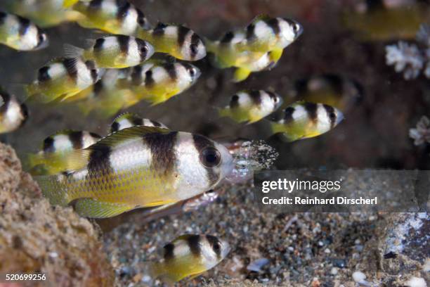 short headed damselfish, indonesia - damselfish stock pictures, royalty-free photos & images