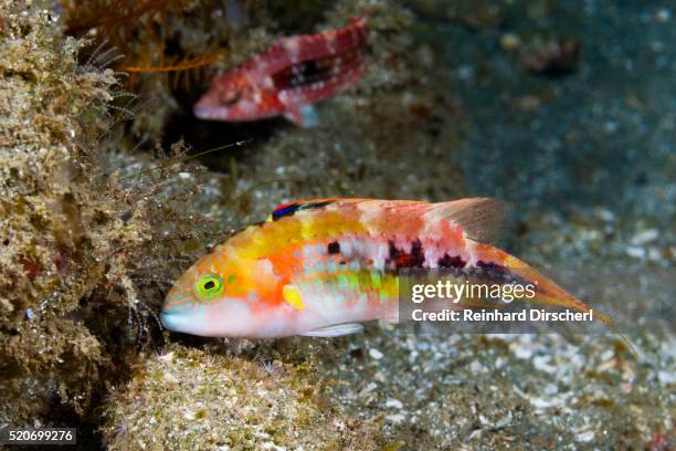 twospot wrasse, indonesia - wrasses stock pictures, royalty-free photos & images