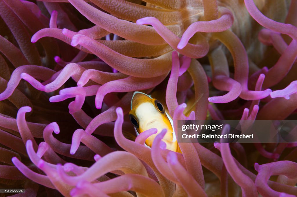 Clarks Anemonefish, Indonesia