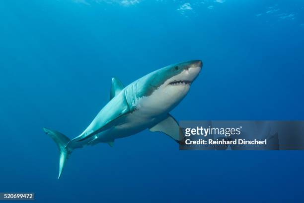 great white shark, australia - sharks 個照片及圖片檔