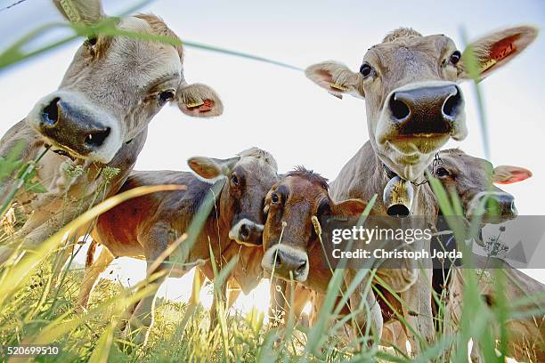 cows on a meadow - allgau stock pictures, royalty-free photos & images