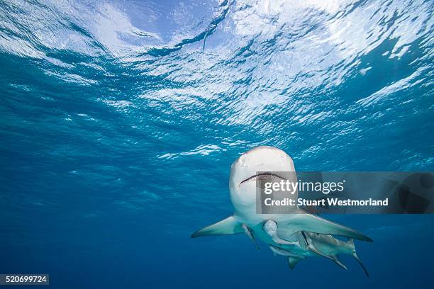 lemon shark - lemon shark stock pictures, royalty-free photos & images