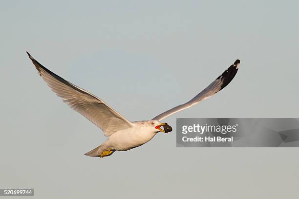 herring gull flies with sea shell - gråtrut bildbanksfoton och bilder