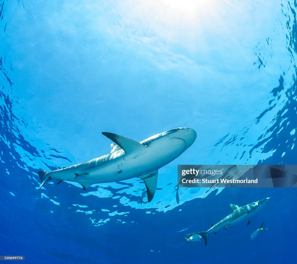 Caribbean Reef Shark
