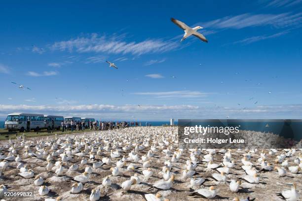 gannet safari overland tour at cape kidnappers gannet colony - australasian gannet stock pictures, royalty-free photos & images