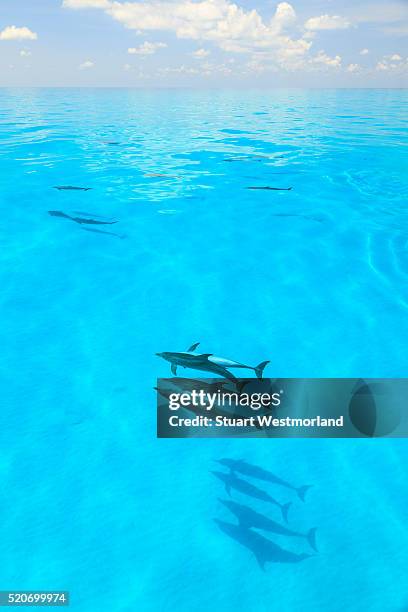 atlantic spotted dolphins - atlantic spotted dolphin stock pictures, royalty-free photos & images