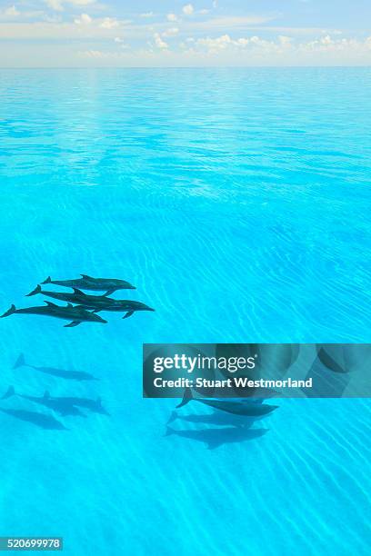 atlantic spotted dolphins - atlantic spotted dolphin stock pictures, royalty-free photos & images