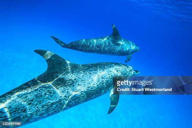 atlantic spotted dolphins - atlantic spotted dolphin stock pictures, royalty-free photos & images