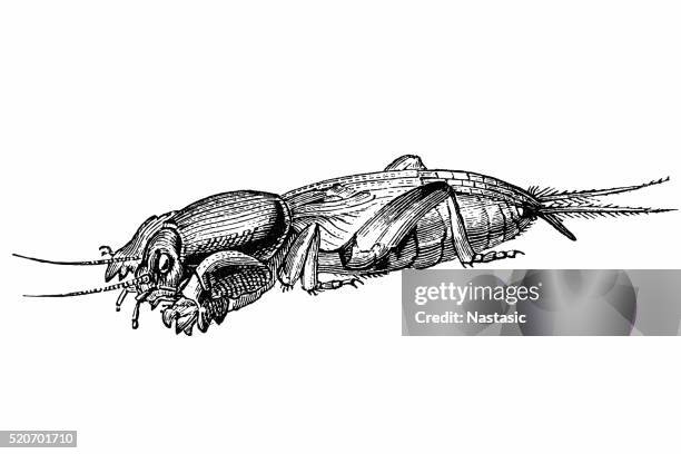 stockillustraties, clipart, cartoons en iconen met european mole cricket (gryllotalpa gryllotalpa) - mole cricket