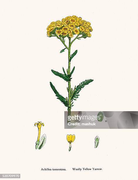 gemeiner wolliger gelbe schafgarbe pflanze 19. jahrhundert illustrationen - yarrow stock-grafiken, -clipart, -cartoons und -symbole