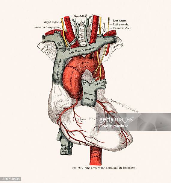 menschliche herz medizinische abbildung der anatomie 19. jahrhundert - aorta stock-grafiken, -clipart, -cartoons und -symbole