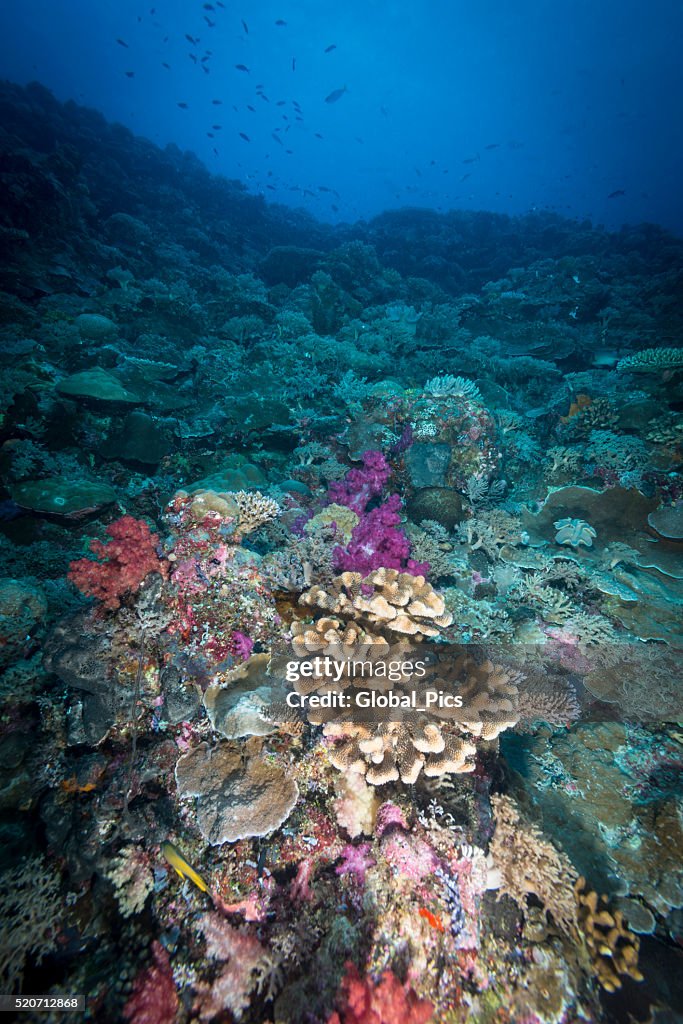 Marine life - Palau, Micronesia -