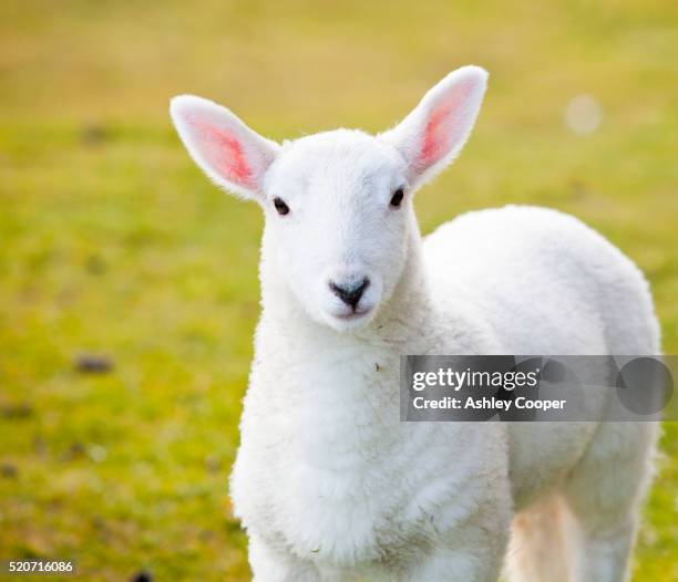 young lambs on the isle of skye, scotland, uk. - ashley lamb stock-fotos und bilder