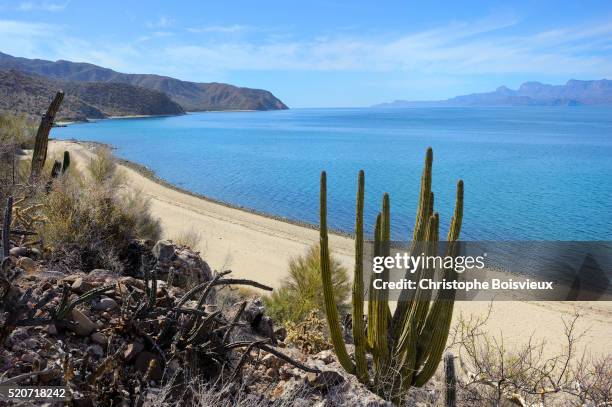 mexico, baja california, world heritage site, isla san jose - sea of cortes stock pictures, royalty-free photos & images