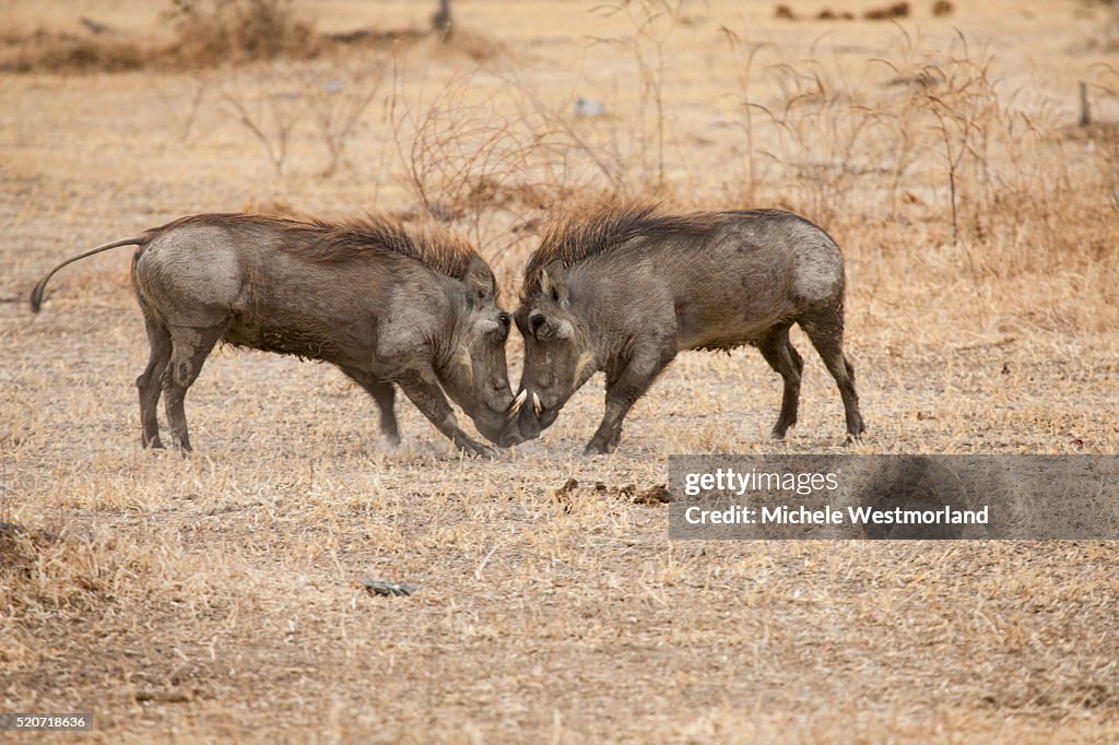 Young Warthogs Sparring