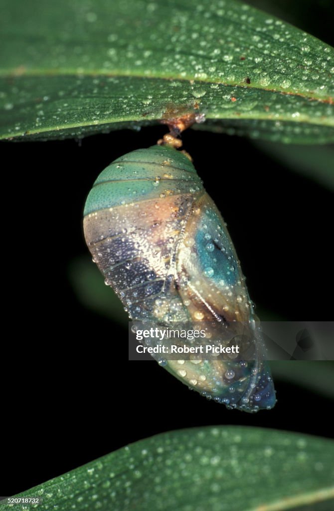 Blue Morpho Butterfly Pupae, Morpho peleides,