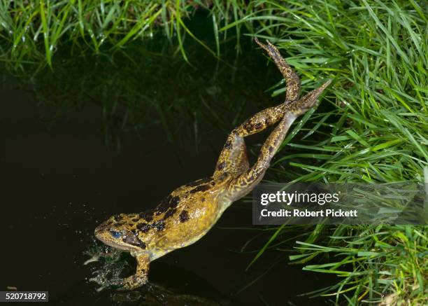 Frog In Action 934 Frog Jumping Stock Photos, High-Res Pictures, and Images - Getty Images