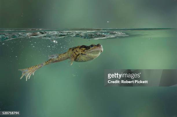 common frog - swimming underwater stock pictures, royalty-free photos & images