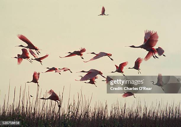 roseate spoonbills - ヘラサギ ストックフォトと画像