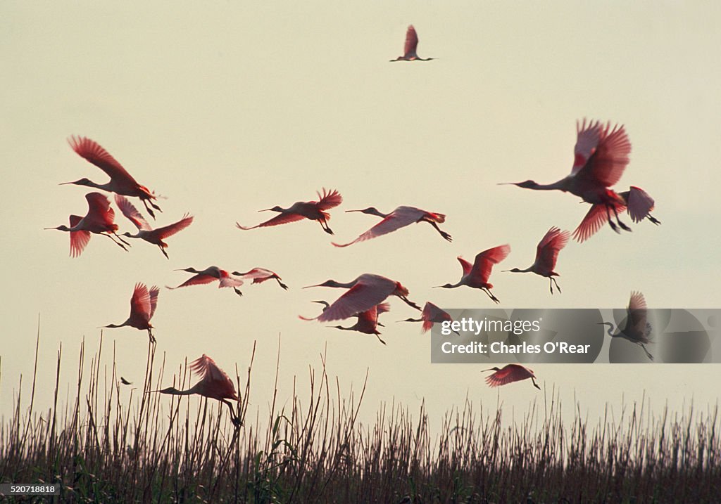 Roseate Spoonbills