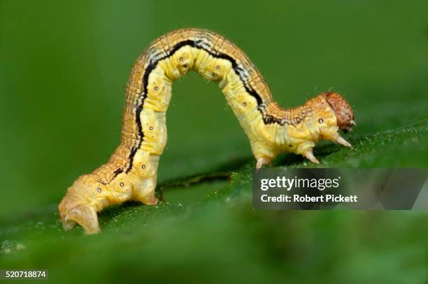 mottled umber moth caterpillar - caterpillar stock pictures, royalty-free photos & images