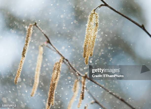 hazel pollen - allergie foto e immagini stock