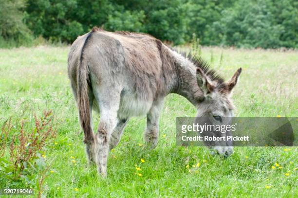 donkey in a field - asino animale foto e immagini stock