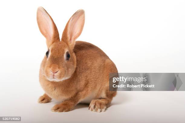 Rex Rabbit Photos and Premium High Res Pictures - Getty Images