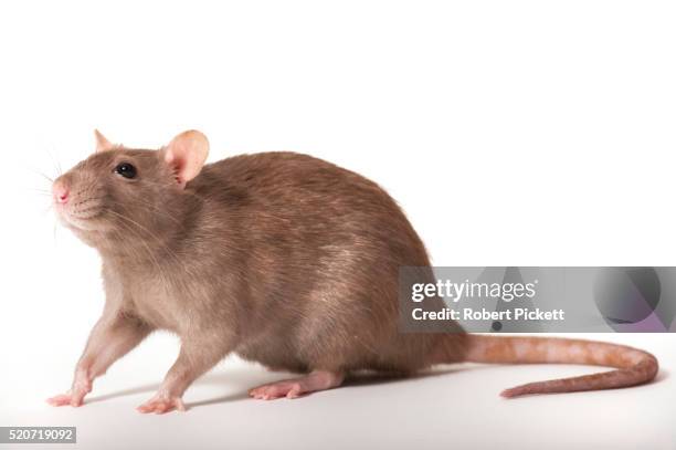 brown rat, rattus norvegicus - rat photos et images de collection