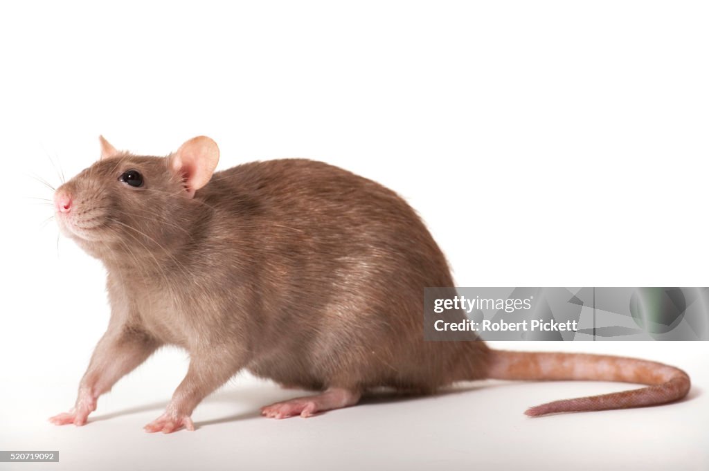 Brown Rat, Rattus Norvegicus